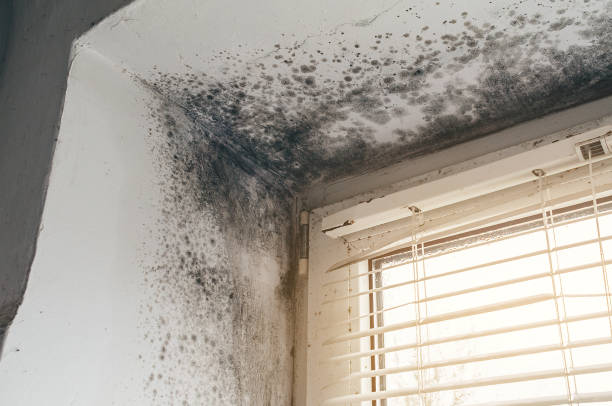 Affordable Mold Removal solutions in Mount Washington, KY
